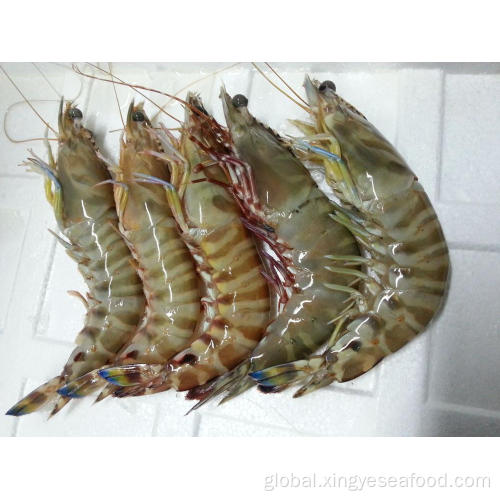  Frozen Chinese Shrimp Penaeus Japonicus Factory